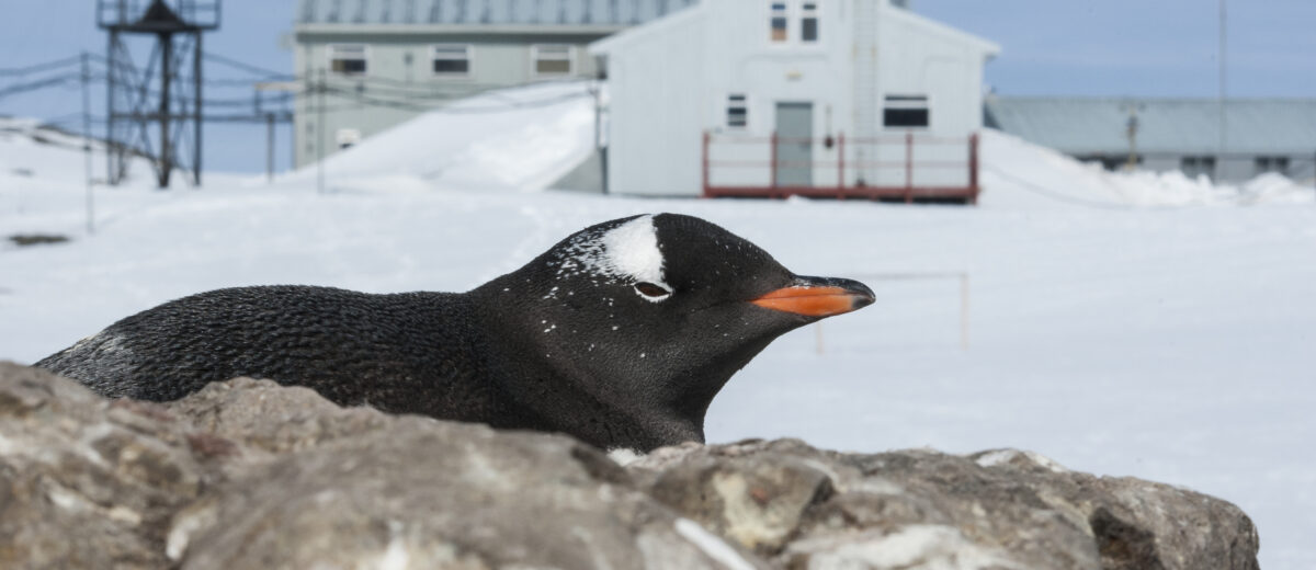 Portrait of Gentoo penguin on a background of Antarctic research station